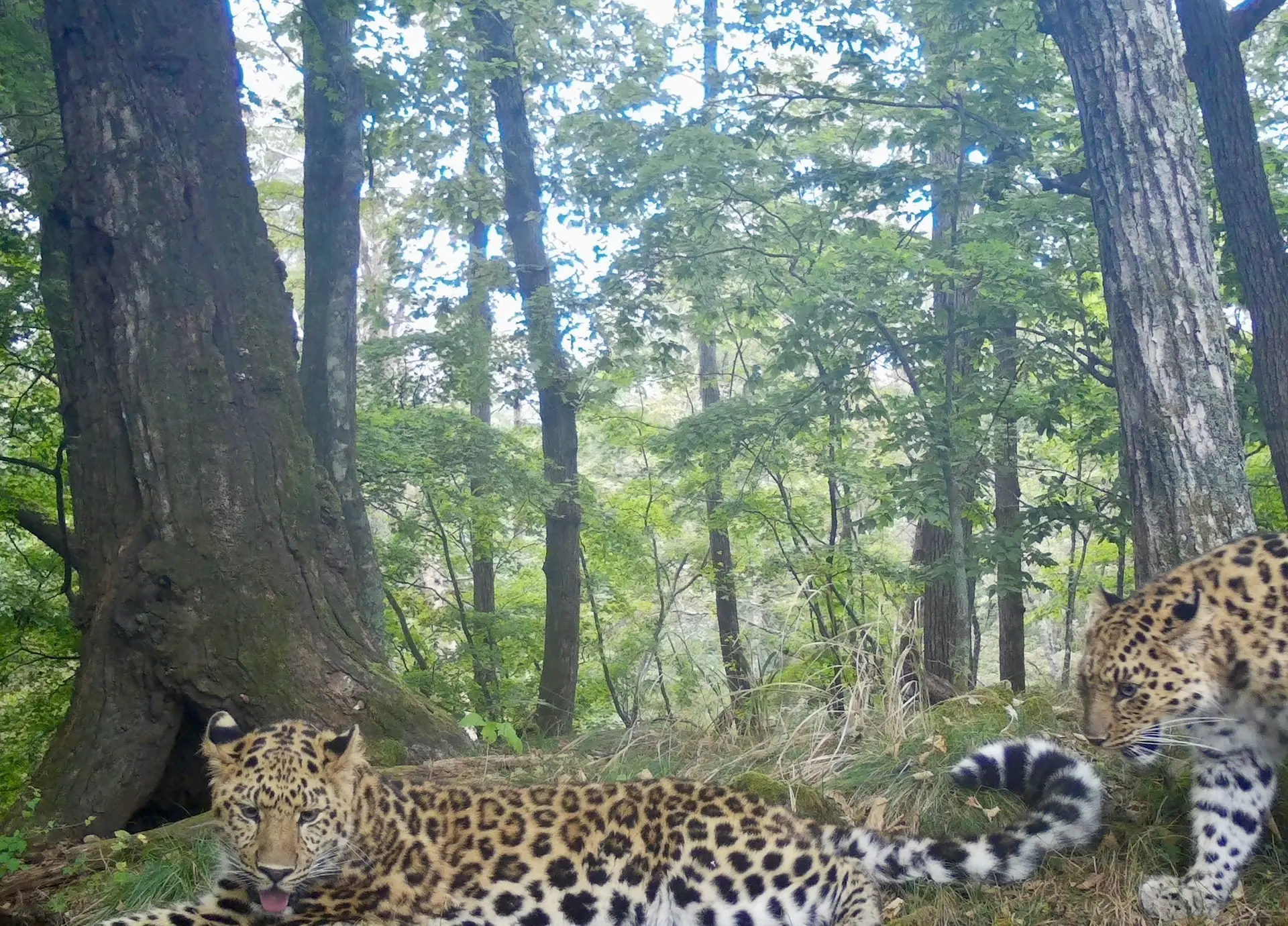 When mom came into the room again without asking - Series Far Eastern leopard, Far Eastern leopard, Young, Milota, Cat family, Wild animals, Predatory animals, Big cats, wildlife, Phototrap, National park, Land of the Leopard, Primorsky Krai, Leopard, MAX messenger (link)