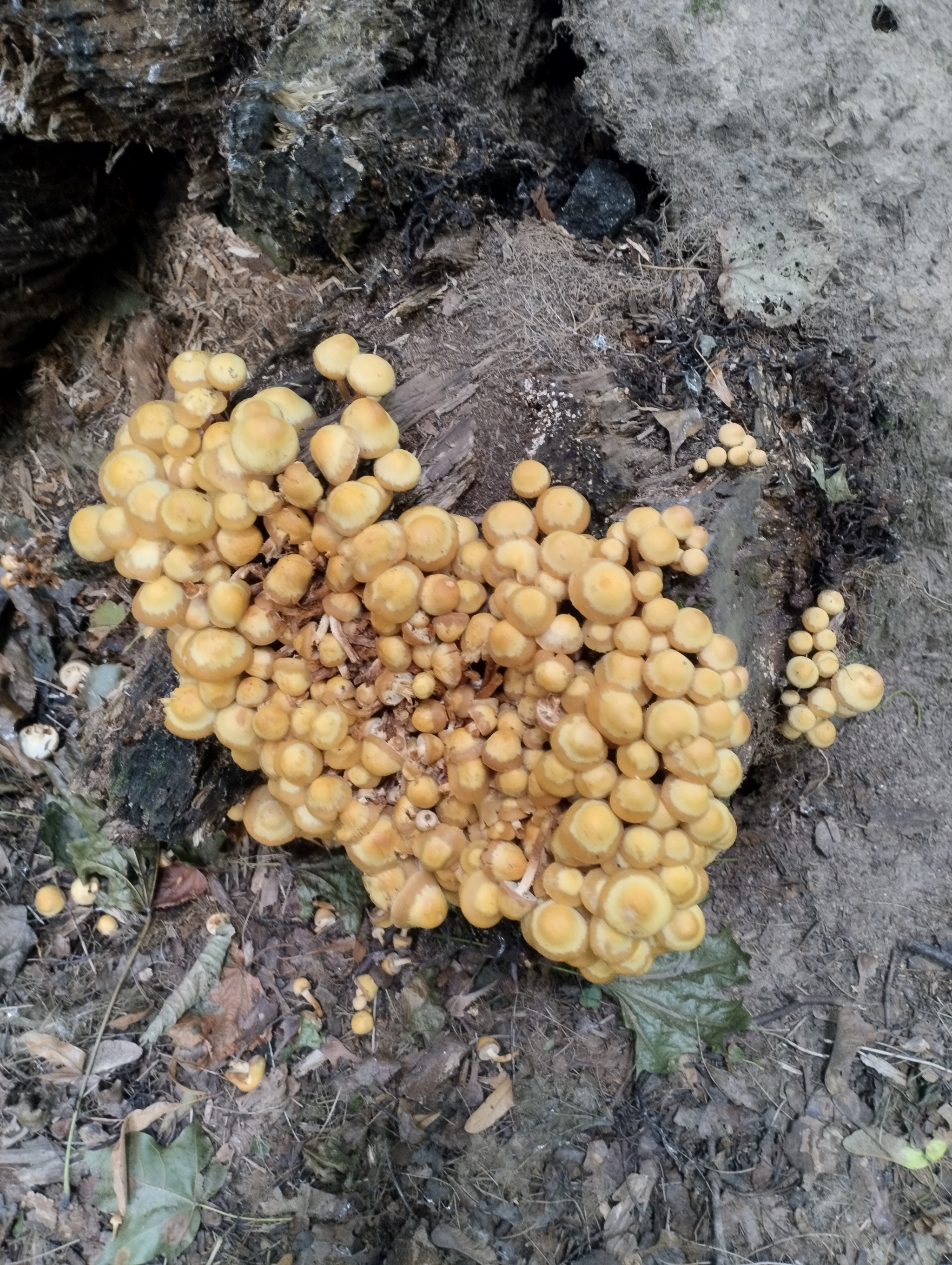 What kind of mushrooms are these? - My, Mushrooms, Mobile photography, Longpost