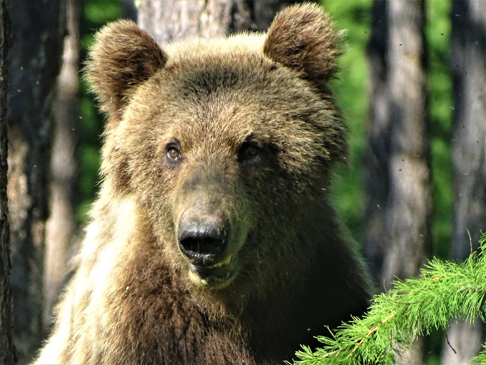 Бурый медведь на западном берегу Байкала. Фото <a href="https://pikabu.ru/story/shkolnyie_lineyki_na_ulitse_otmenili_izza_medvedey_v_slyudyanskom_rayone_irkutskoy_oblasti_14293245?u=https%3A%2F%2Fbaikal-1.ru%2Fburye-medvedi-na-zapadnom-beregu-bajkala-vstrechi-uchastilis%2F&t=%D0%BE%D1%82%D1%81%D1%8E%D0%B4%D0%B0&h=65aa988e285efc0a0b666ab9fae29042367804d3" title="https://baikal-1.ru/burye-medvedi-na-zapadnom-beregu-bajkala-vstrechi-uchastilis/" target="_blank" rel="nofollow noopener">отсюда</a>