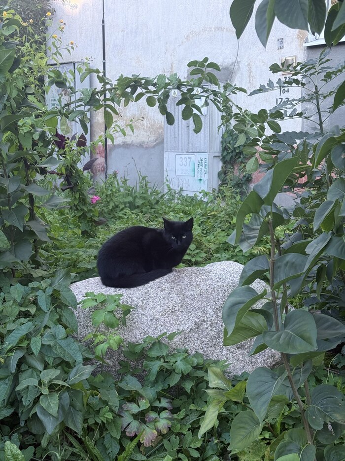 В чёрном