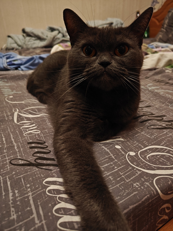Немного о кошках