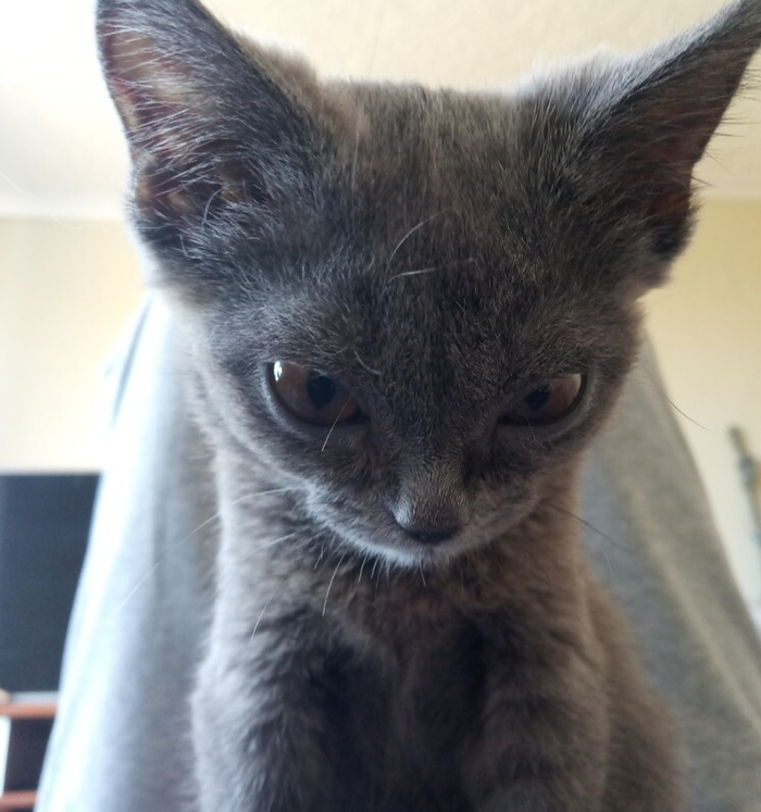Маленький миленький котенок