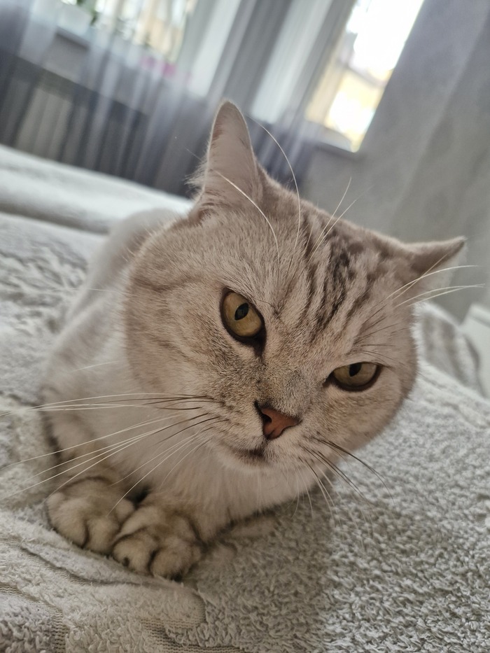 Кот Барсентий Укусов