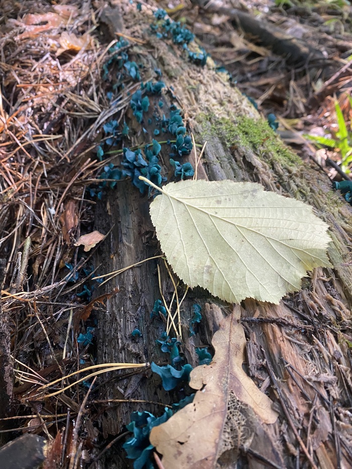 ������������ ����-������ Chlorociboria aeruginascens