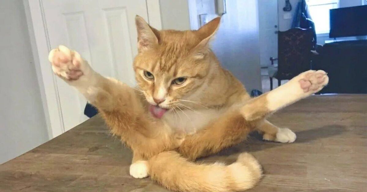 Funny and amusing animals))) - Humor, Animals, Pets, Cats and dogs together, Rutube, Video