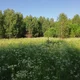 ������ ������������ Podberyozovik