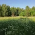Podberyozovik
