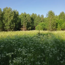 Podberyozovik