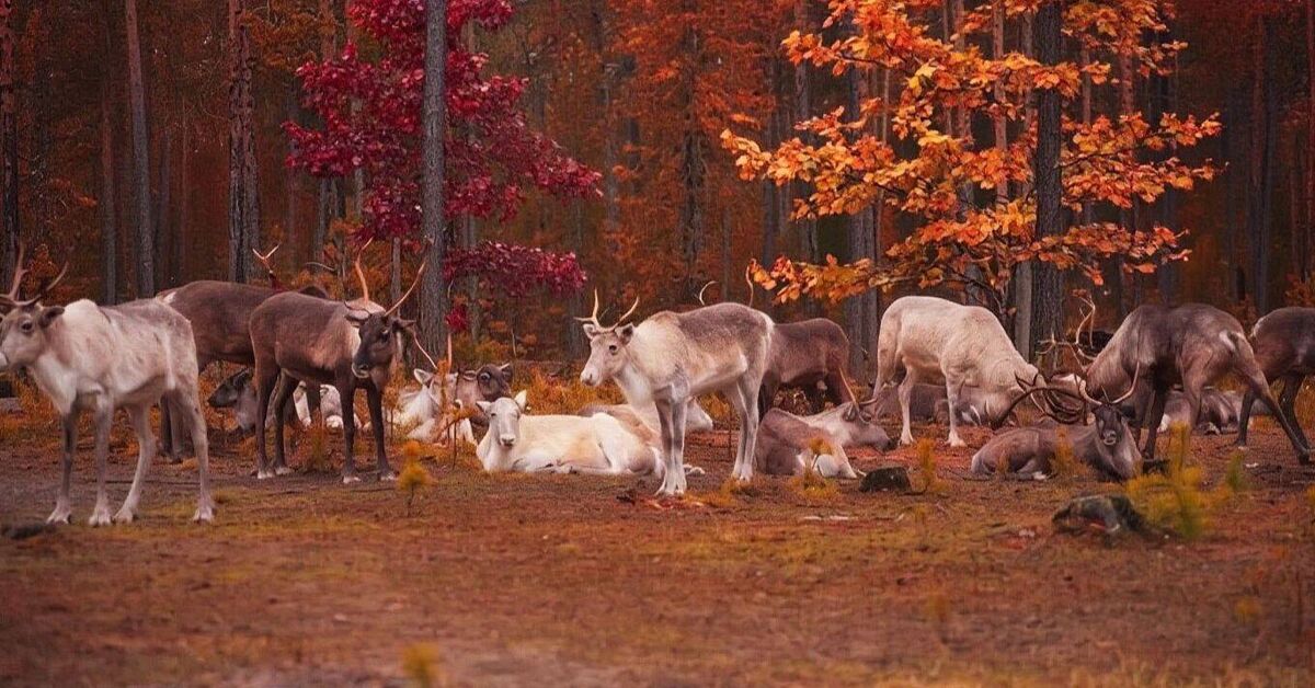 What do reindeer eat in the tundra: from lichen to fishmeal? - My, Deer, Reindeer, North, Far North, Winter, Tundra, Taiga, Animals, Artiodactyls, Video, Rutube