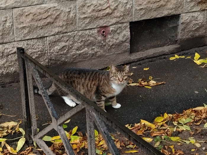 Осенне дожде-котово