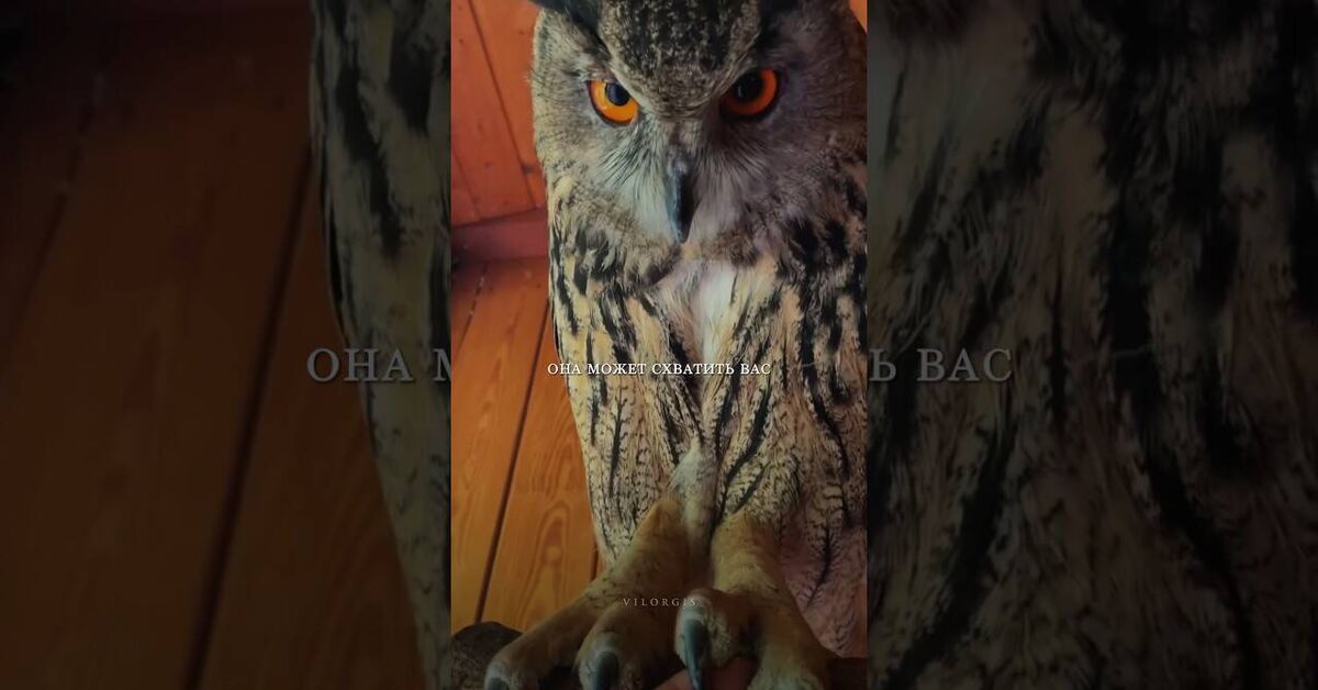 Such a different life of owls - Nature, Animals, Mood, Video, Youtube