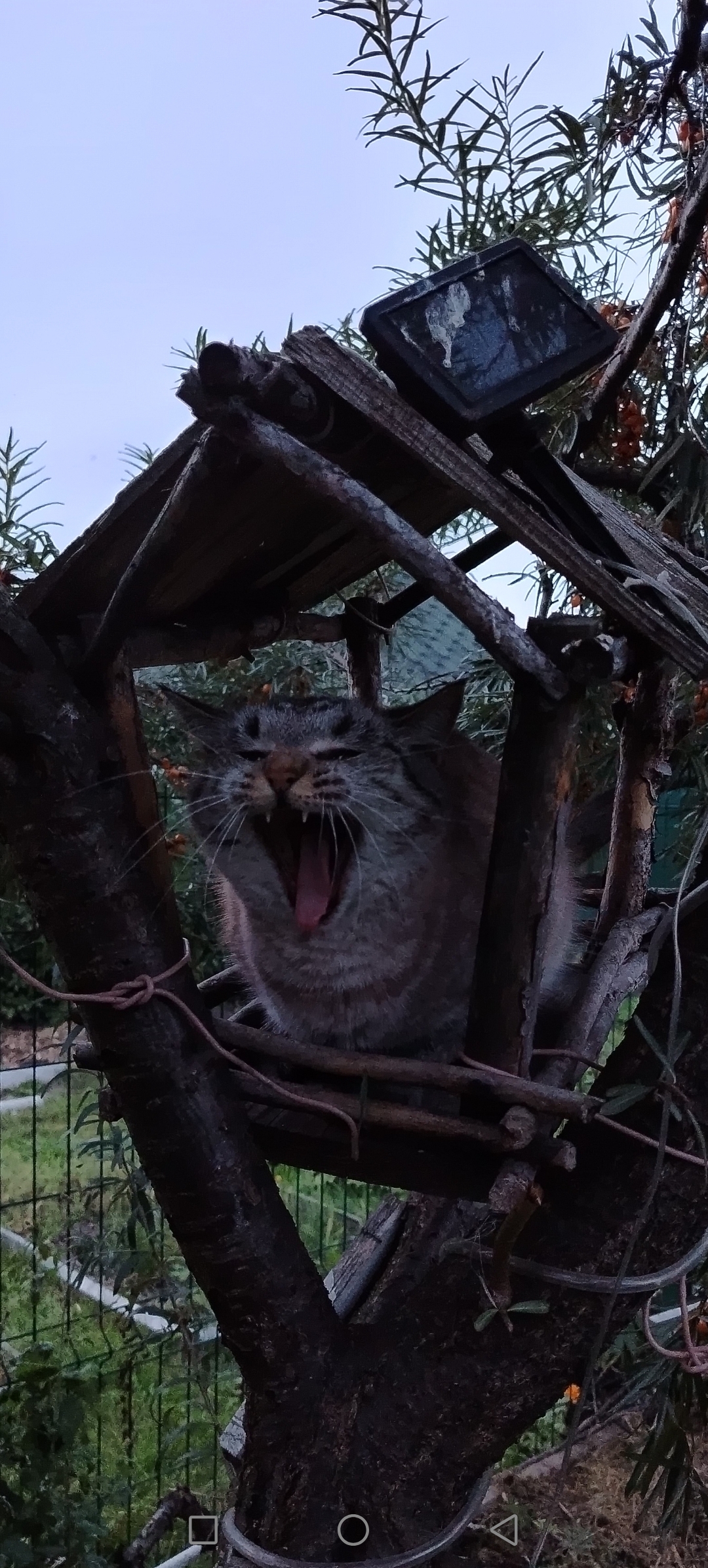 Reply to the post Sunday Show Your Pet - cat, Pets, Reply to post, Longpost