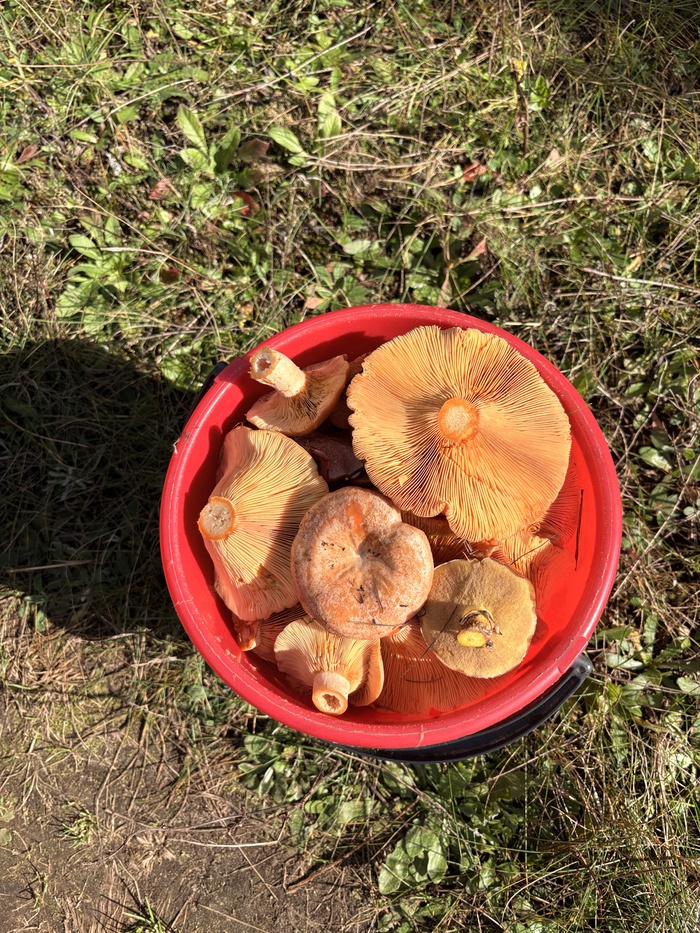 Открыл для себя рыжики, очень классные грибы. В жарке огонь, соленые буду позже пробовать