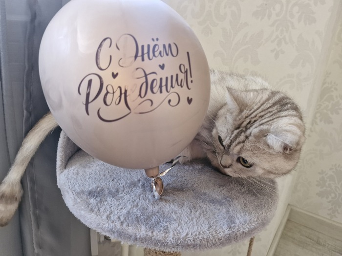 Кот Барсентий
