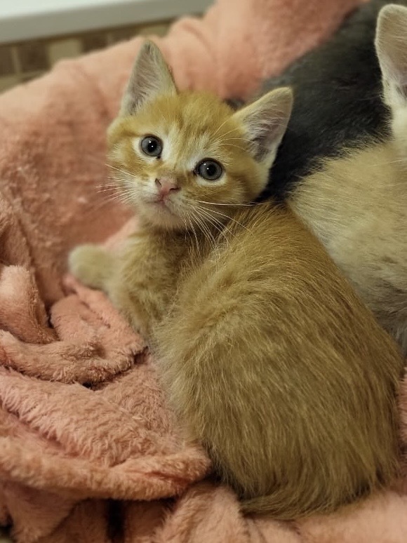 Кот