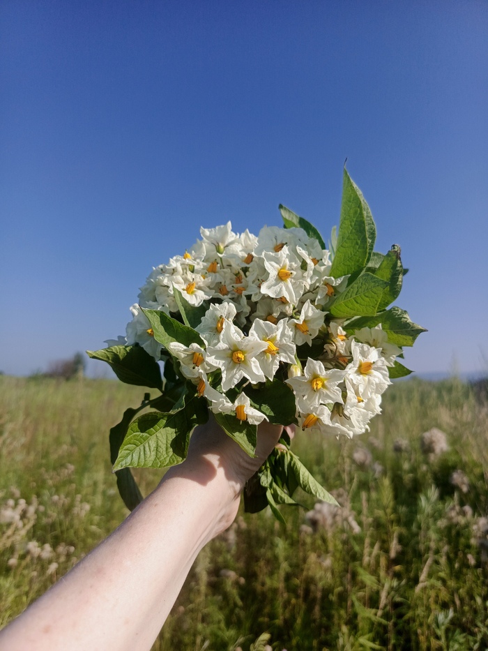Букет Solanum tuberosum