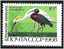 В отличии от родственника – белой колпицы, более миниатюрная чернолицая имеет на голове жёлтый хохолок.
