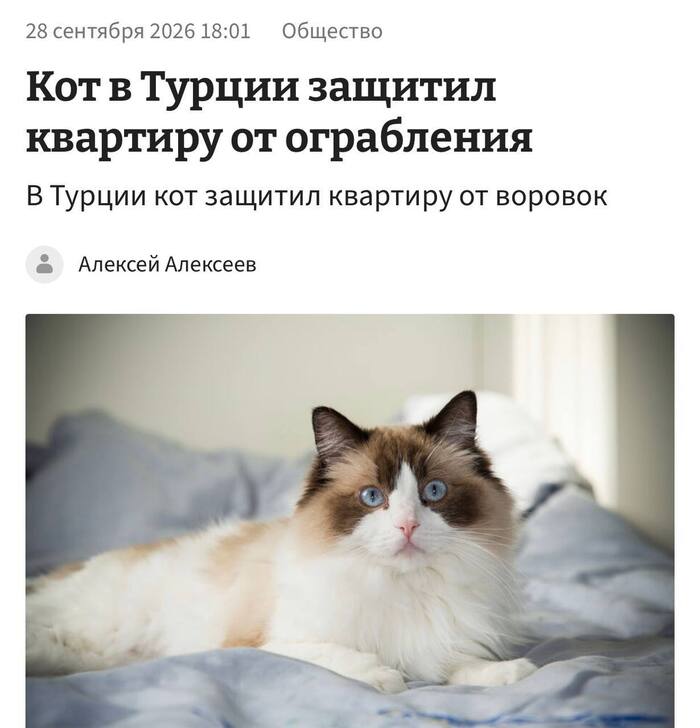 Кот в Турции защитил квартиру от ограбления