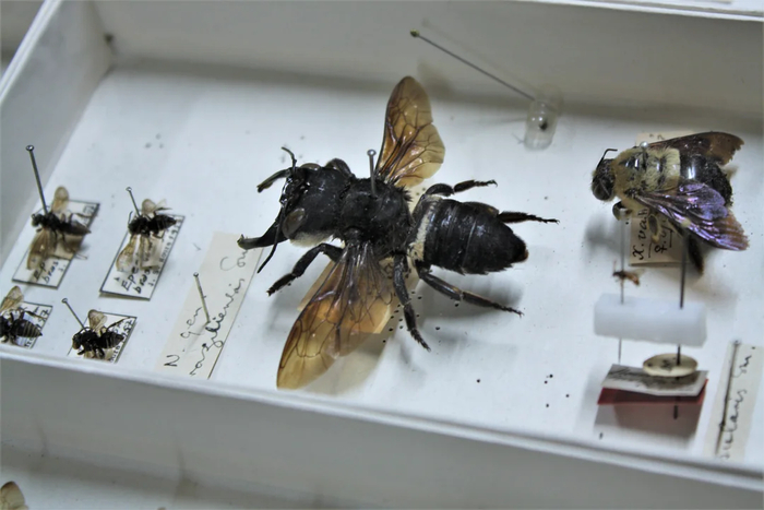 ��������: lrusso08, Oxford Natural History Museum