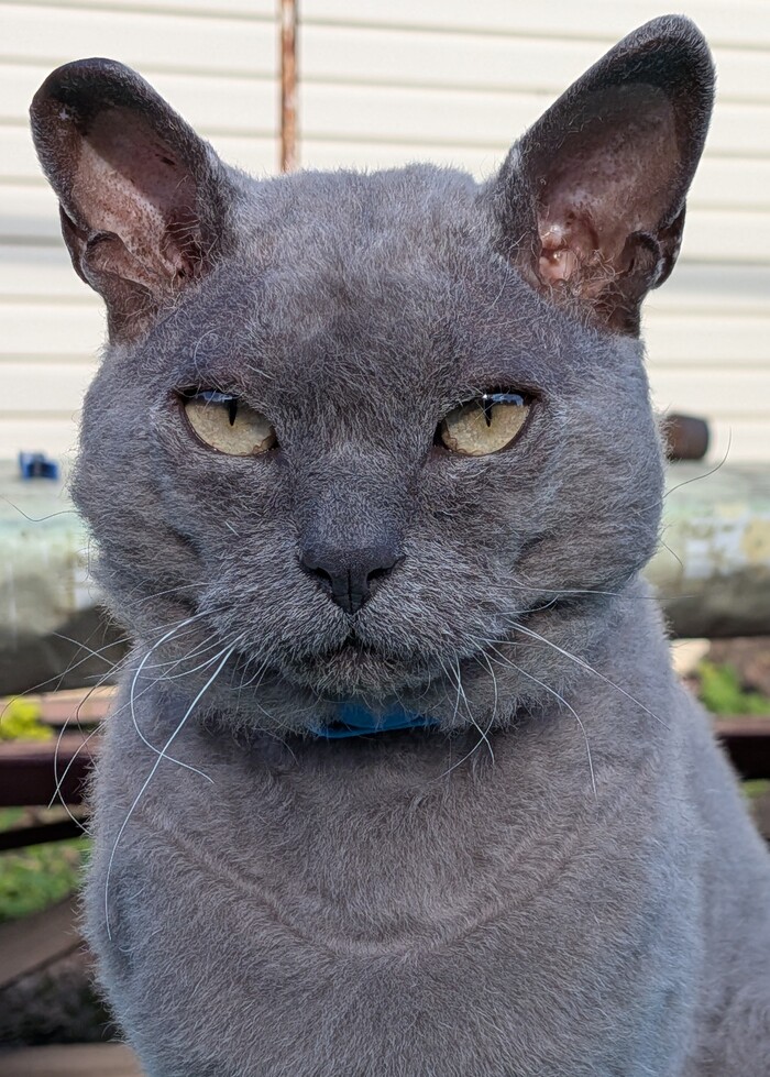 Котэ )