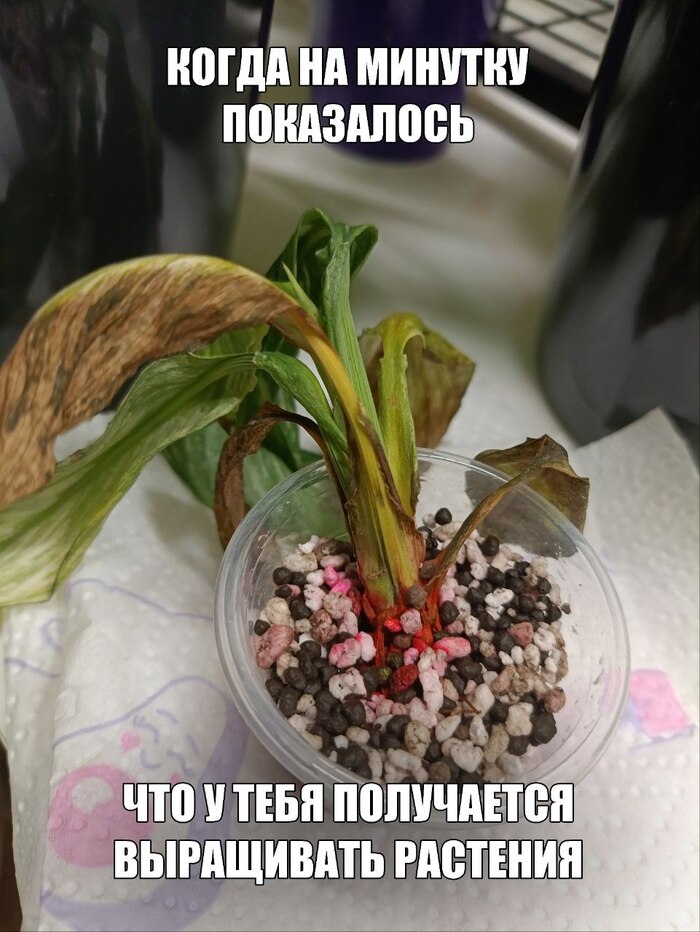 Спасать до конца, нельзя выкинуть!