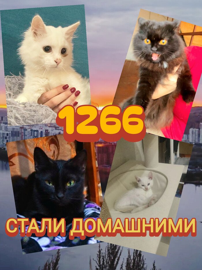 Рафаэль белый, разноглазый кот 8 месяцев от роду,Фурия чёрная и пушистая, Весна, чёрная и гладкая, Беня белый малыш 2 месяца.