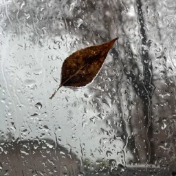 ZippyRgaka