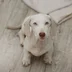 PointedPaws