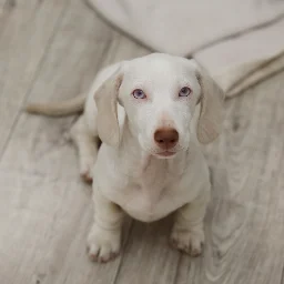 PointedPaws