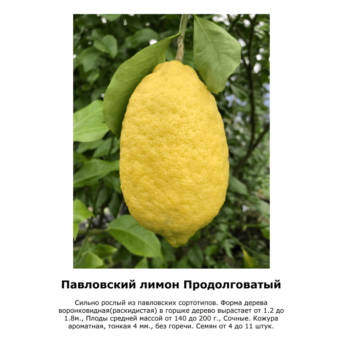 Плоды у павловского лимона бывают разными, в том числе вытянутыми.