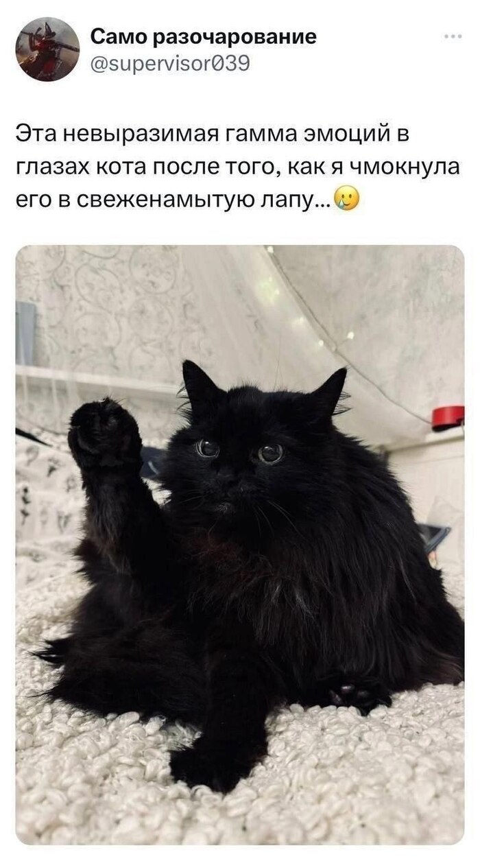 МемоКот