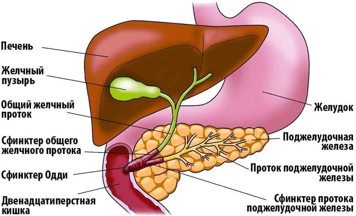 Без желчного пузыря может остаться каждый. Это не катастрофа, просто неудобства, к которым можно привыкнуть