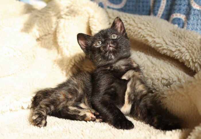 Котёнок Боня ищет дом!