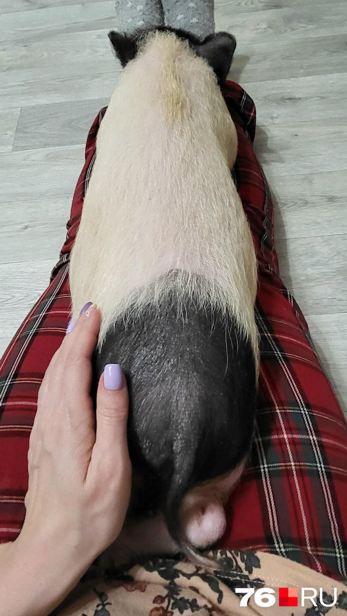 ���� �������� �� �������. ����: <!--noindex--><a href="https://pikabu.ru/story/v_yaroslavle_devushka_kupila_minisvinku_za_15_tyisyach_cherez_poltora_goda_v_kvartire_zhivyot_keks_na_39_kg_kotoryiy_sam_otkryivaet_kholodilnik_14458749?u=http%3A%2F%2F76.RU&t=76.RU&h=dfd84e7db43c21df412e1922d7f7e65ecce237c9" title="http://76.RU" target="_blank" rel="nofollow noopener">76.RU</a><!--/noindex-->