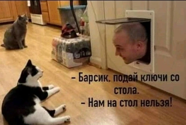 Вот теперь думаю, что не буду отучать котенка забираться на стол)))