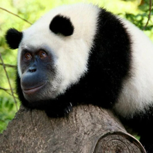 Создай животное головоломка на Пикабу Игры